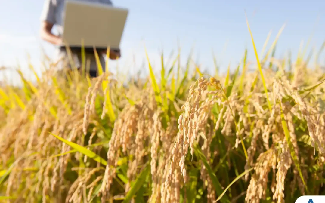 Descubra as Vantagens e Oportunidades do Curso de Agronegócio na UniBRAS