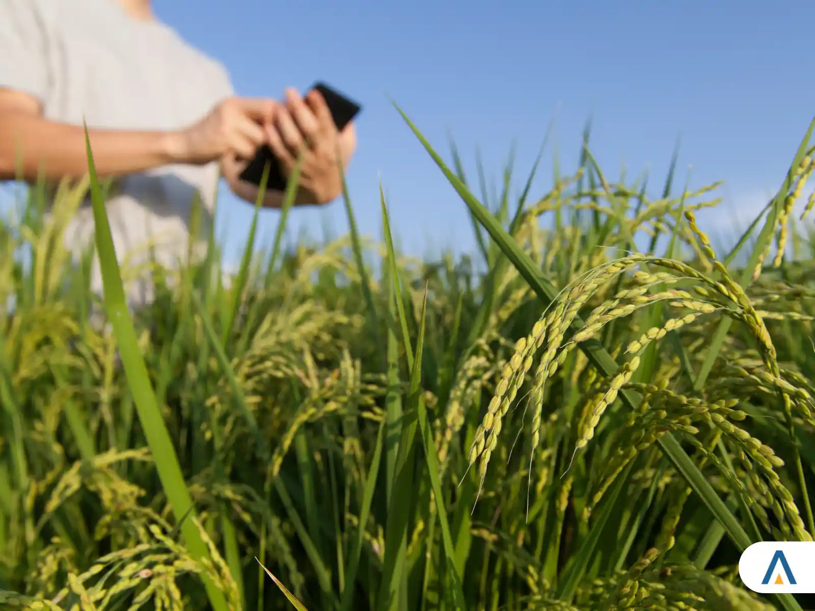 Descubra as Vantagens e Oportunidades do Curso de Gestão do Agronegócio na UniBRAS